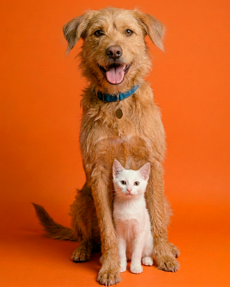 Cão olhando com carinho para o tutor